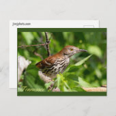 Carte Postale Brown Thrasher (Devant / Derrière)
