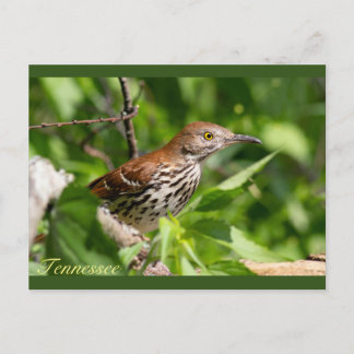 Carte Postale Brown Thrasher