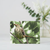 Carte postale Brown Thrasher (Debout devant)