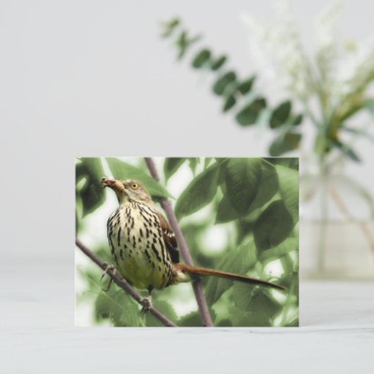 Carte postale Brown Thrasher (Debout devant)