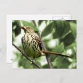 Carte postale Brown Thrasher (Devant / Derrière)