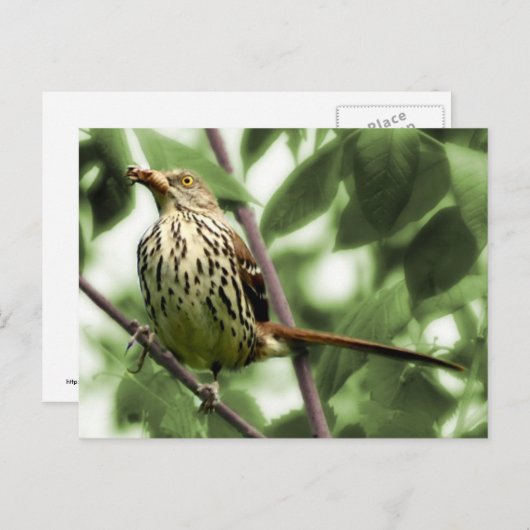 Carte postale Brown Thrasher (Devant / Derrière)