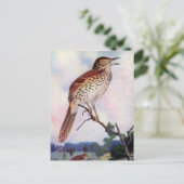 Carte Postale Brown Thrasher (Debout devant)