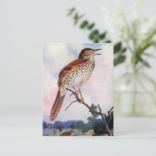 Carte Postale Brown Thrasher (Debout devant)