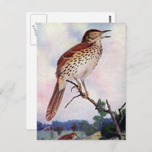 Carte Postale Brown Thrasher (Devant / Derrière)