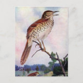 Carte Postale Brown Thrasher (Devant)
