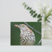 Carte Postale Brown Thrasher avec / Catch Of The Day Cadeaux Vêt (Debout devant)