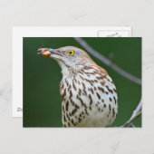 Carte Postale Brown Thrasher avec / Catch Of The Day Cadeaux Vêt (Devant / Derrière)