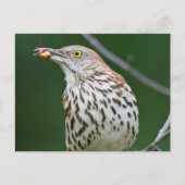 Carte Postale Brown Thrasher avec / Catch Of The Day Cadeaux Vêt (Devant)