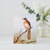 Carte Postale Brown Thrasher Bird Art (Debout devant)