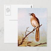 Carte Postale Brown Thrasher Bird Art (Devant / Derrière)