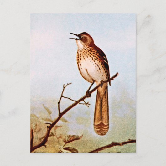Carte Postale Brown Thrasher Bird Art (Devant)