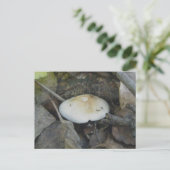 Carte postale Brown Top Musroom (Debout devant)