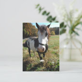 Carte Postale Brown & White, Painted Horse, Queen Ann Lace flowe (Debout devant)