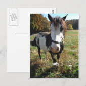 Carte Postale Brown & White, Painted Horse, Queen Ann Lace flowe (Devant / Derrière)