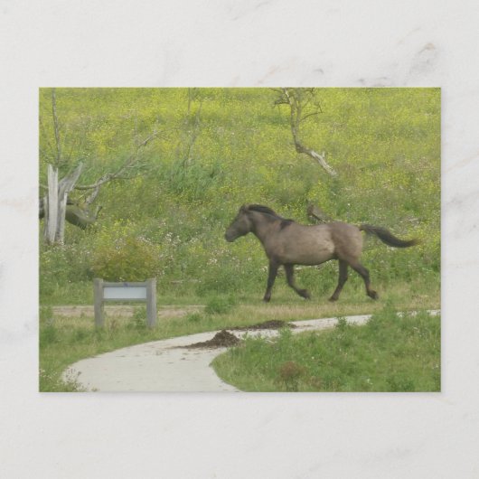 Carte Postale Brown Wild Horse croisement Road do-it-yourself Ca (Devant)