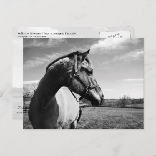 Carte Postale Brownstead Stallion (Devant / Derrière)
