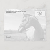 Carte Postale Brownstead Stallion (Dos)
