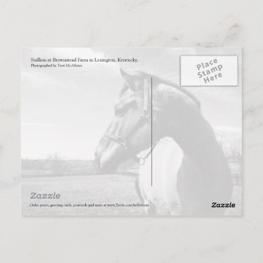 Carte Postale Brownstead Stallion (Dos)