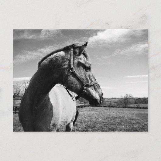 Carte Postale Brownstead Stallion (Devant)