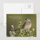 Carte Postale Bruant à couronne blanche (Devant / Derrière)