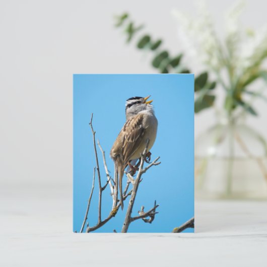 Carte Postale Bruant à couronne blanche (Debout devant)