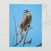 Carte Postale Bruant à couronne blanche (Devant)