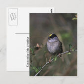 Carte Postale Bruant à couronne dorée (Devant / Derrière)