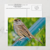 Carte Postale Bruant à couronne dorée (Devant / Derrière)