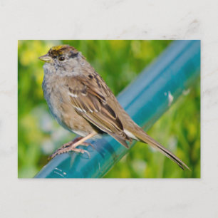 Carte Postale Bruant à couronne dorée