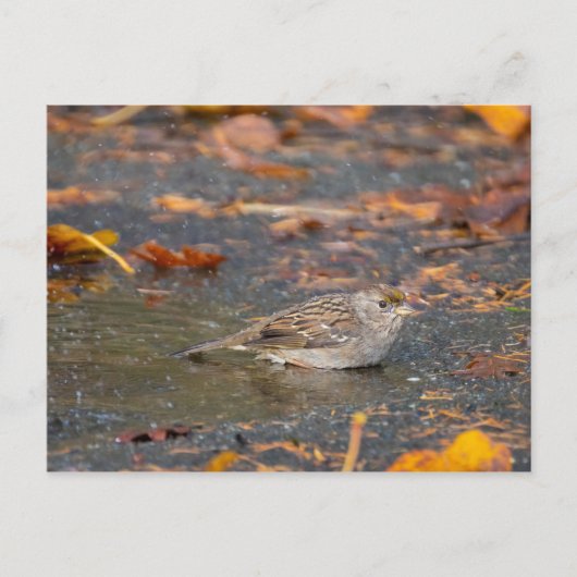 Carte Postale Bruant à couronne dorée (Devant)