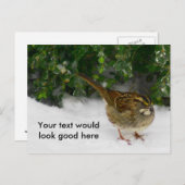 Carte Postale Bruant à gorge blanche (Devant / Derrière)