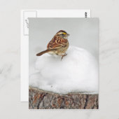 Carte Postale Bruant à gorge blanche (Devant / Derrière)