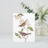 Carte Postale Bruant à gorge blanche d'Audubon (Debout devant)