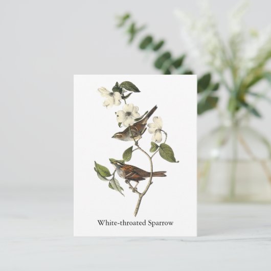 Carte Postale Bruant à gorge blanche - John Audubon (Debout devant)