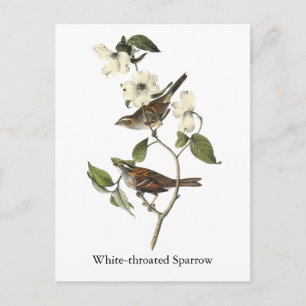 Carte Postale Bruant à gorge blanche - John Audubon