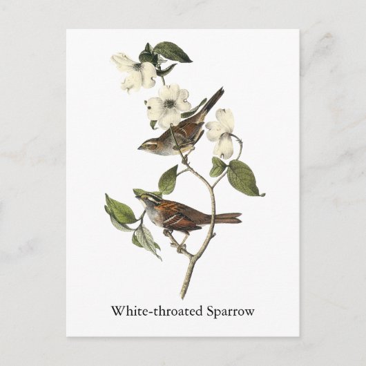 Carte Postale Bruant à gorge blanche - John Audubon (Devant)