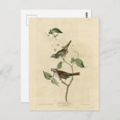 Carte Postale Bruant à gorge blanche, Oiseaux d'Amérique d'Audub (Devant / Derrière)