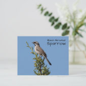 Carte Postale Bruant à gorge noire (Debout devant)