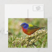 Carte Postale Bruant à ventre jaune (Devant / Derrière)