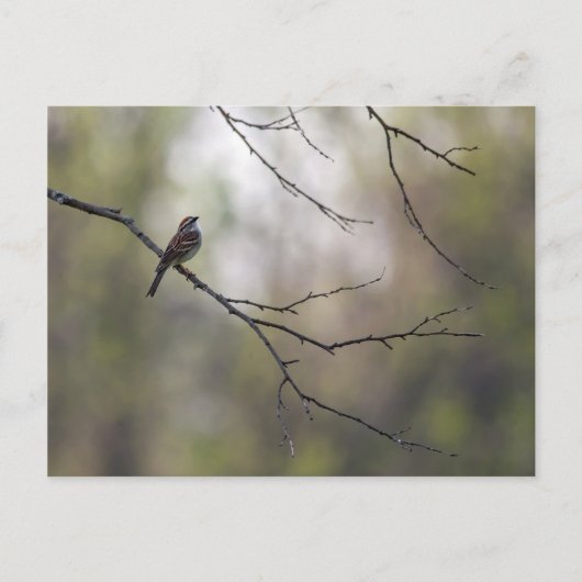 Carte Postale Bruant dans une scène forestière (Devant)