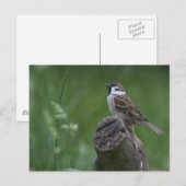 Carte Postale Bruant d'arbre eurasien (Devant / Derrière)