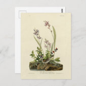 Carte Postale Bruant de champ des oiseaux d'Amérique d'Audubon (Devant / Derrière)