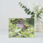 Carte Postale Bruant des marais (Debout devant)