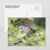 Carte Postale Bruant des marais (Devant / Derrière)