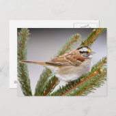 Carte Postale Bruant en hiver (Devant / Derrière)