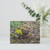 Carte Postale Bruant fauve (Debout devant)