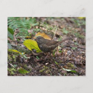 Carte Postale Bruant fauve