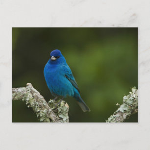 Carte Postale Bruant indigo, Passerina cyanea, Côtiers
