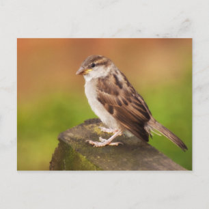 Carte Postale Bruant sur la clôture